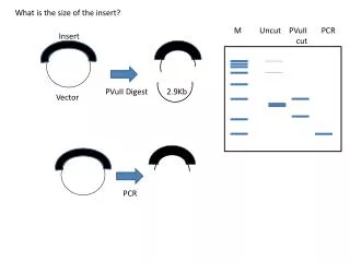 M Uncut PVuII PCR cut