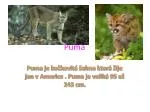 Puma - slide 1