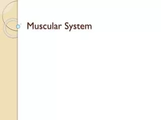 Muscular System