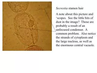 Secrestia stamen hair