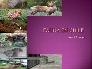 fauna en chile