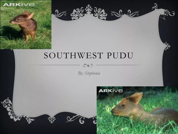 southwest pudu