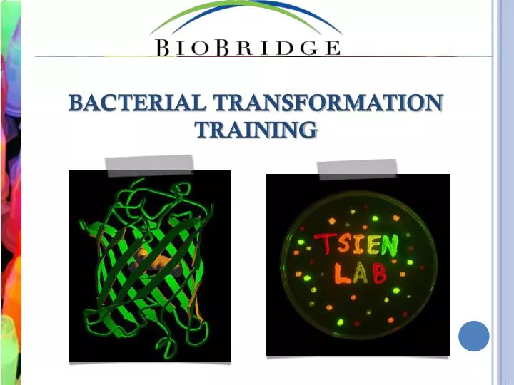 bacterial transformation training
