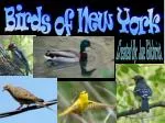 Birds of New York - slide 1