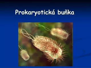 prokaryotick bu ka