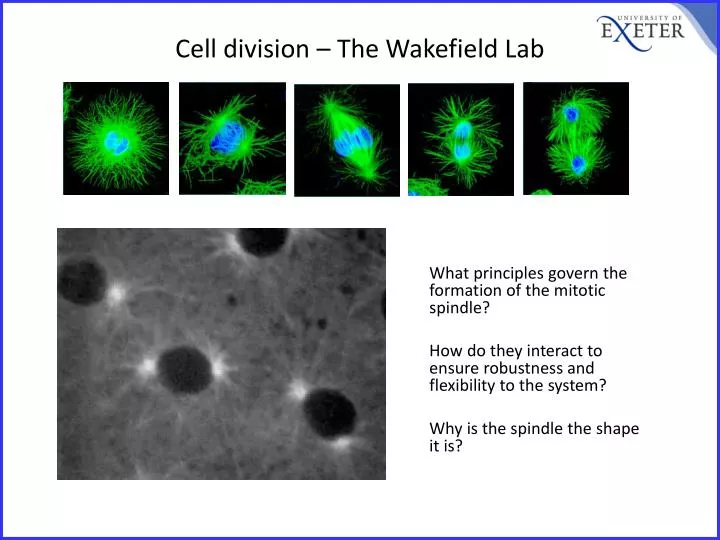 cell division the wakefield lab