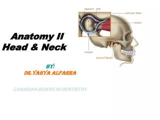 Anatomy II Head &amp; Neck BY: DR.Yahya Alfarra CANADIAN BOARD IN DENTISTRY
