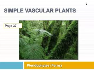 Simple Vascular Plants