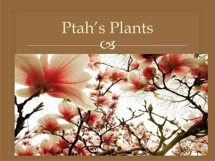 ptah s plants