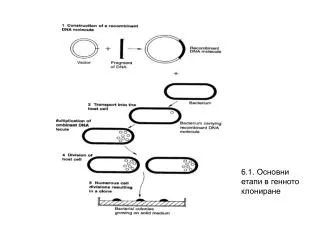 6 .1. Основни етапи в генното клониране