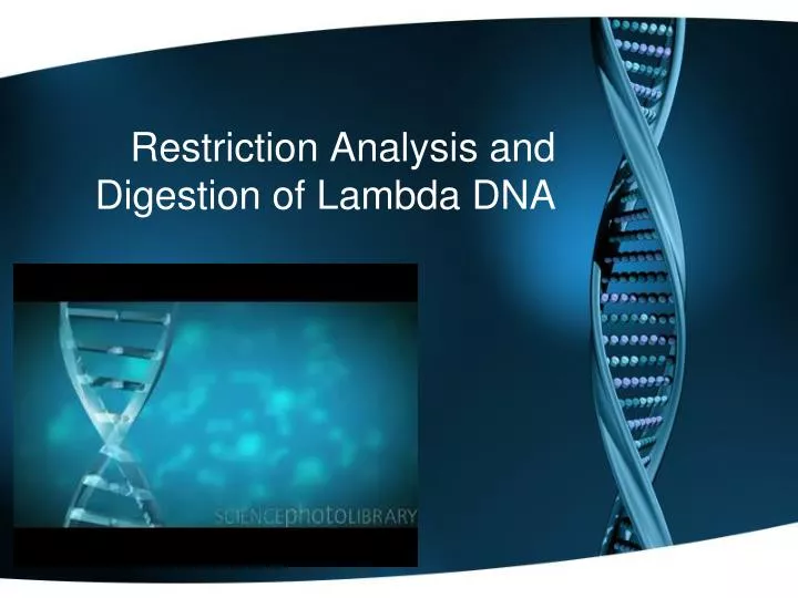 restriction analysis and digestion of lambda dna
