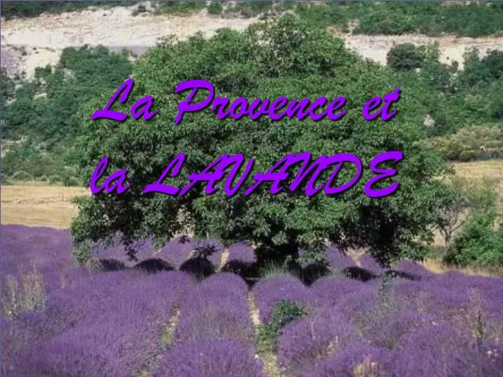 la provence et la lavande