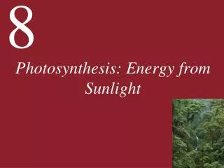 Photosynthesis: Energy from Sunlight