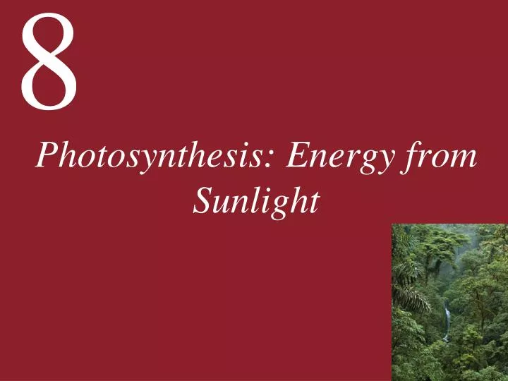 photosynthesis energy from sunlight