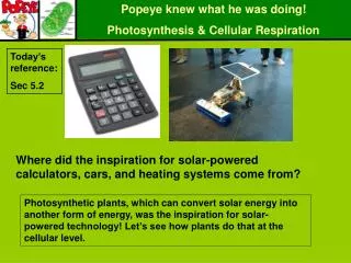 Popeye knew what he was doing! Photosynthesis &amp; Cellular Respiration