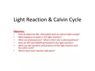 Light Reaction &amp; Calvin Cycle