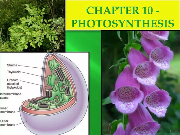 chapter 10 photosynthesis