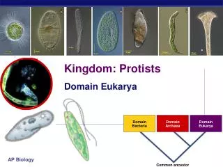 Kingdom: Protists