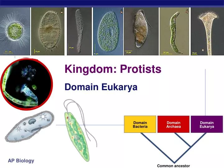 kingdom protists