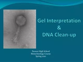 Gel Interpretation &amp; DNA Clean-up