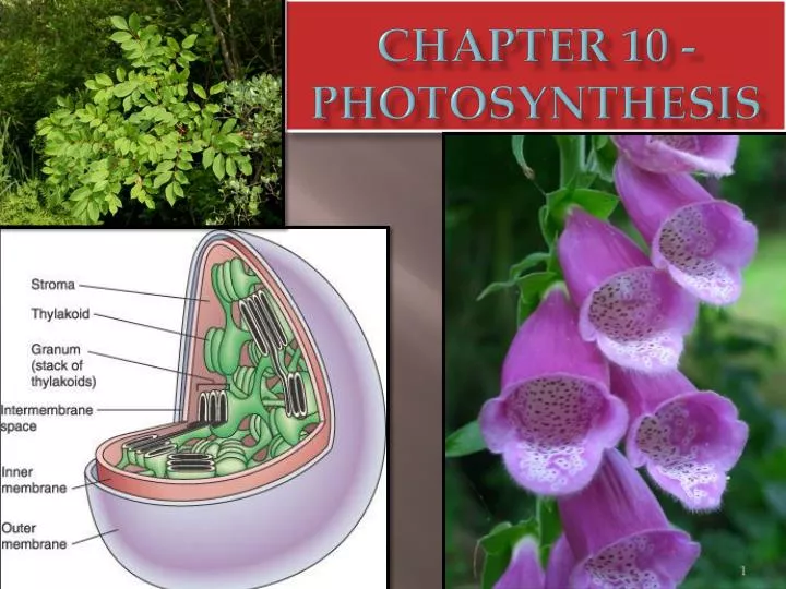 chapter 10 photosynthesis