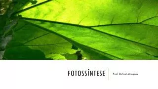 fotoss ntese