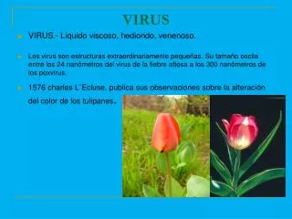 virus