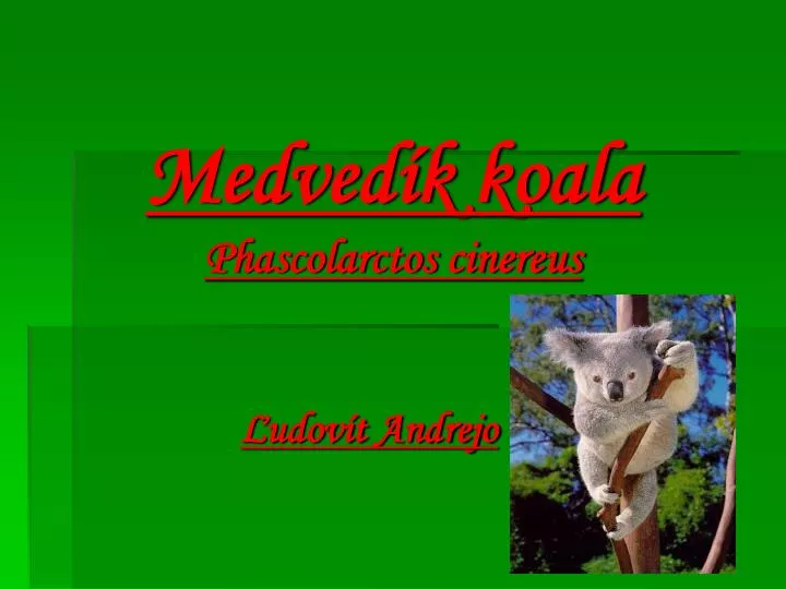 medved k koala phascolarctos cinereus