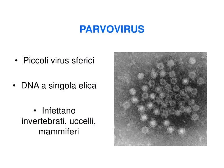 parvovirus