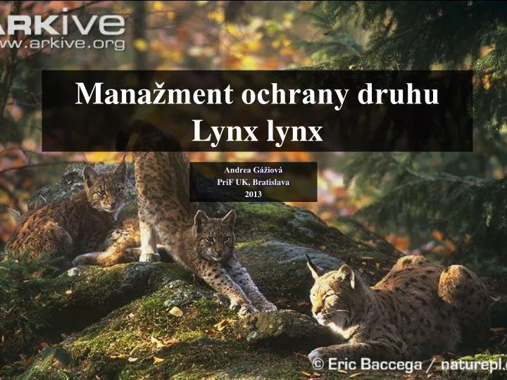 mana ment ochrany druhu lynx lynx