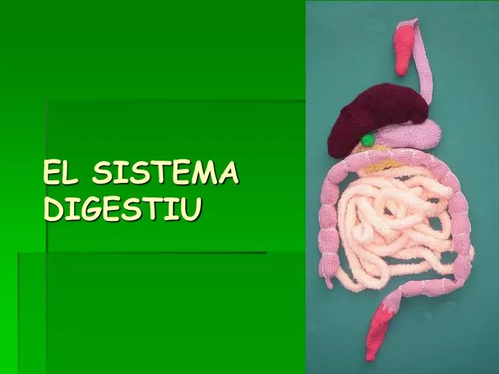 el sistema digestiu