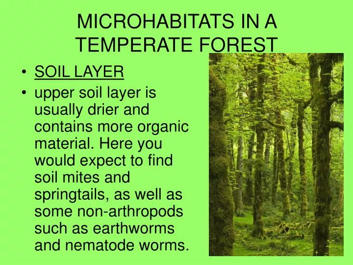 microhabitats in a temperate forest
