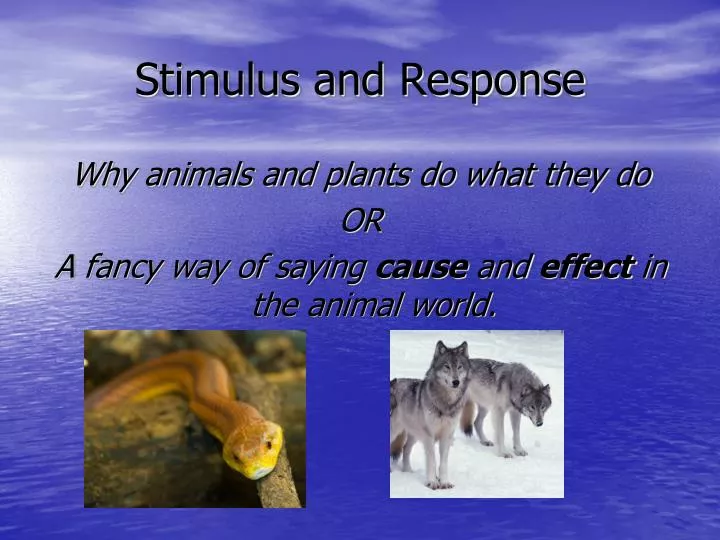 stimulus and response