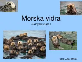 morska vidra enhydra lutris