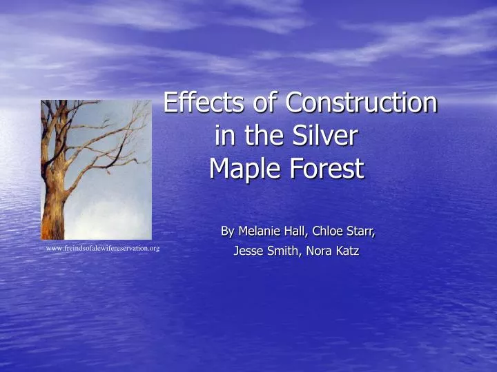 effects of construction in the silver maple forest