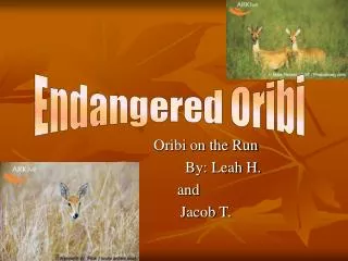 Oribi on the Run 	By: Leah H. and 	Jacob T.