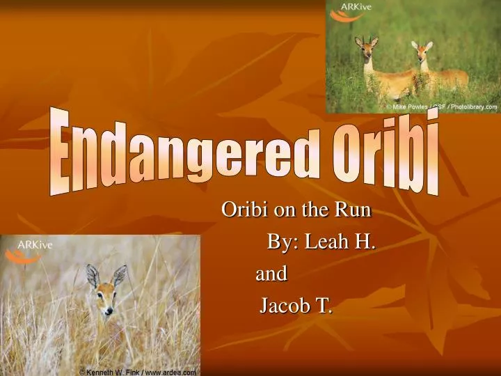 oribi on the run by leah h and jacob t