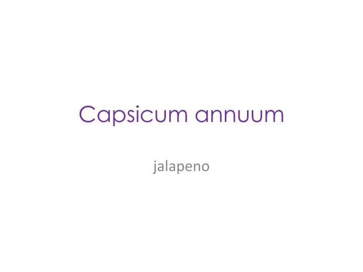 capsicum annuum