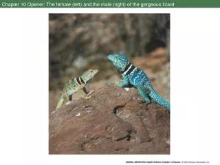 Chapter 10 Opener: The female (left) and the male (right) of the gorgeous lizard