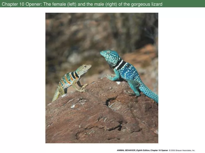 chapter 10 opener the female left and the male right of the gorgeous lizard