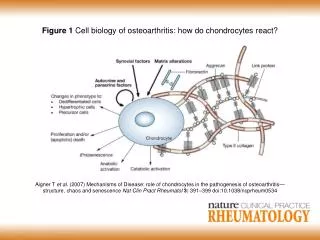 Figure 1 Cell biology of osteoarthritis: how do chondrocytes react?