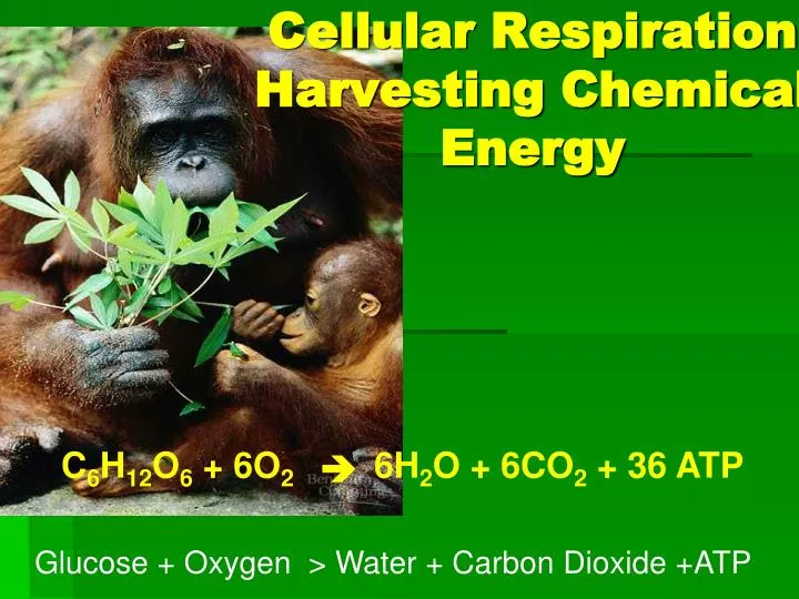 cellular respiration harvesting chemical energy