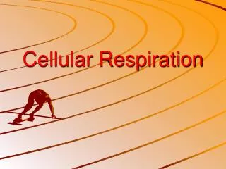 Cellular Respiration