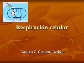 respiraci n celular
