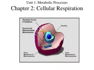 Unit 1: Metabolic Processes Chapter 2: Cellular Respiration