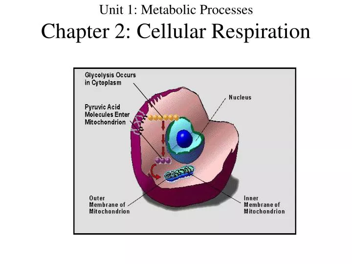 unit 1 metabolic processes chapter 2 cellular respiration