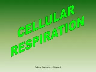 CELLULAR RESPIRATION