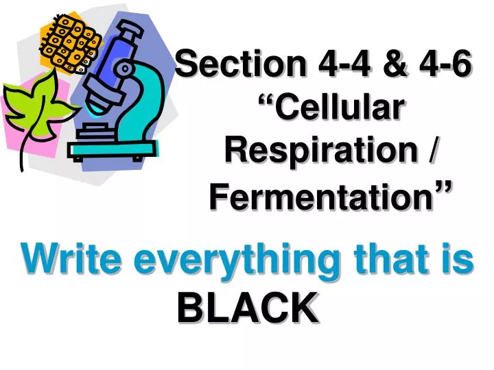 section 4 4 4 6 cellular respiration fermentation