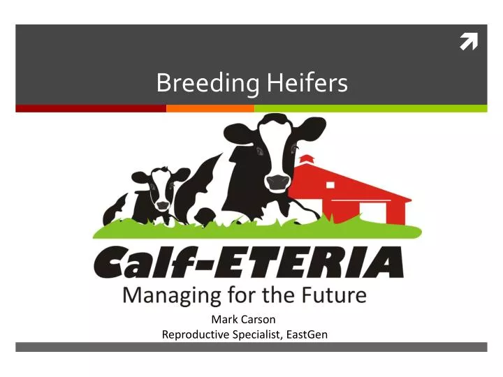 breeding heifers
