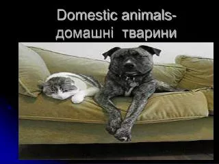 Domestic animals- ??????? ???????